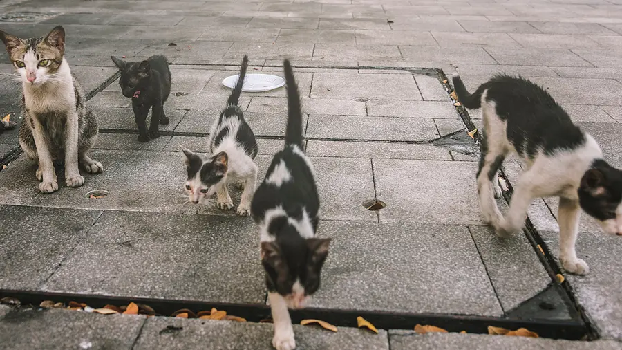 Neurologic cat or dog? Don't forget rabies
