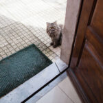 Can You Rename a Cat? Can Cats Learn a New Name?
