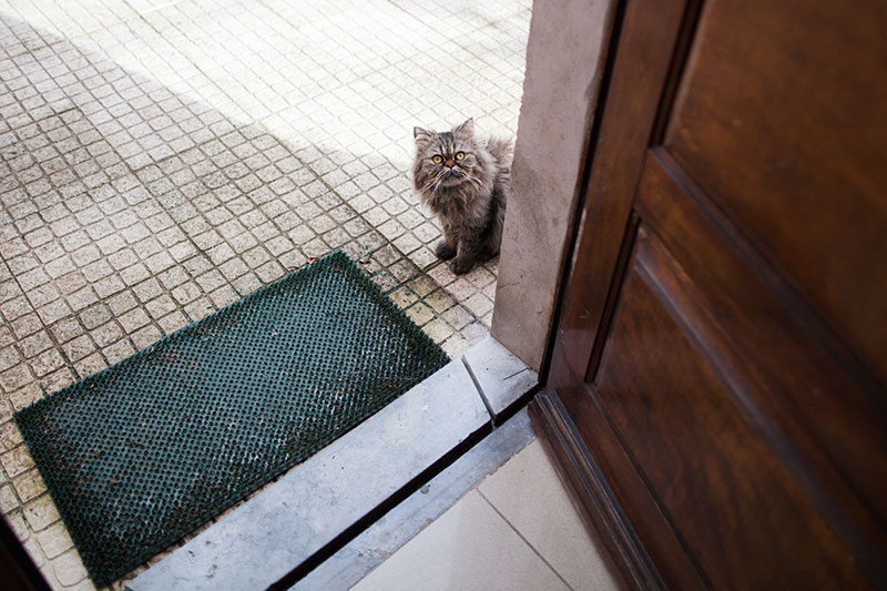 Can You Rename a Cat? Can Cats Learn a New Name?