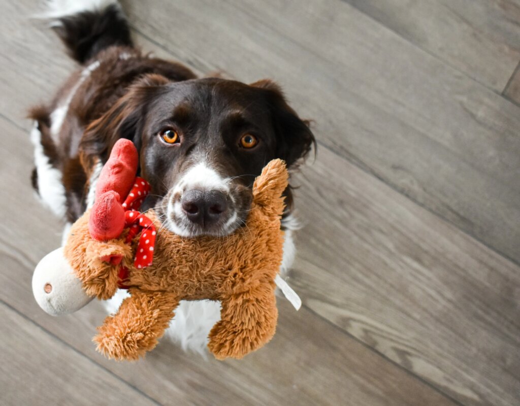 What Does Your Dog’s Favorite Toy Say About Their Personality?