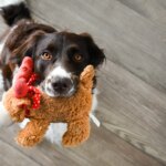 What Does Your Dog’s Favorite Toy Say About Their Personality?