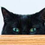 Which Black Cat Breeds Make The BEST Pets?