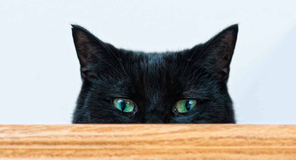 Which Black Cat Breeds Make The BEST Pets?