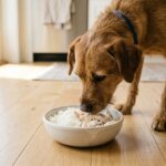Bland Food for Dog Diarrhea: Vet-Reviewed Recipe + Timeline