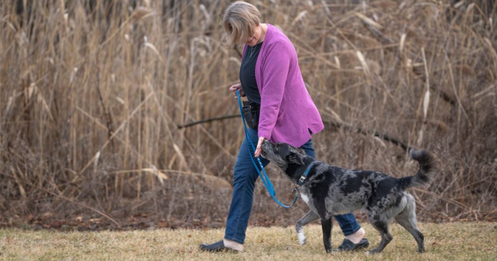 Dog Training and the Four Key Care Aspects