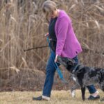 Dog Training and the Four Key Care Aspects