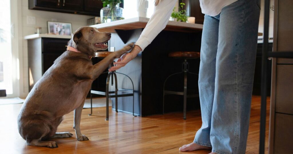 Holiday Tips for Adolescent Dogs During Gatherings