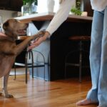 Holiday Tips for Adolescent Dogs During Gatherings