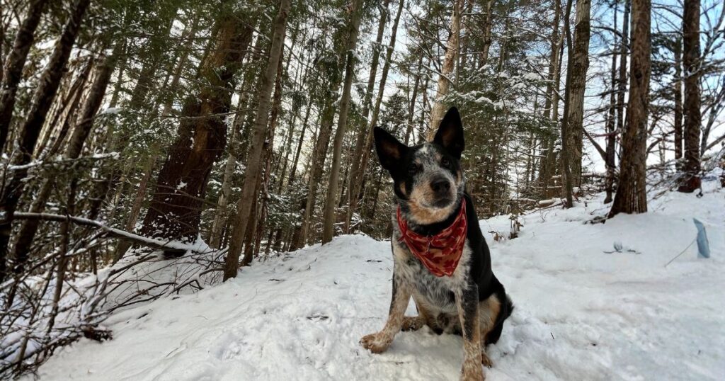 Winter Hiking with Dogs: Tips for Exciting Trails