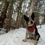Winter Hiking with Dogs: Tips for Exciting Trails