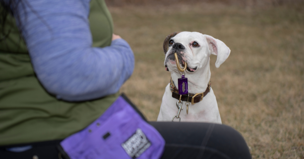 What Is Clicker Training? | Karen Pryor Clicker Training