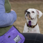 What Is Clicker Training? | Karen Pryor Clicker Training