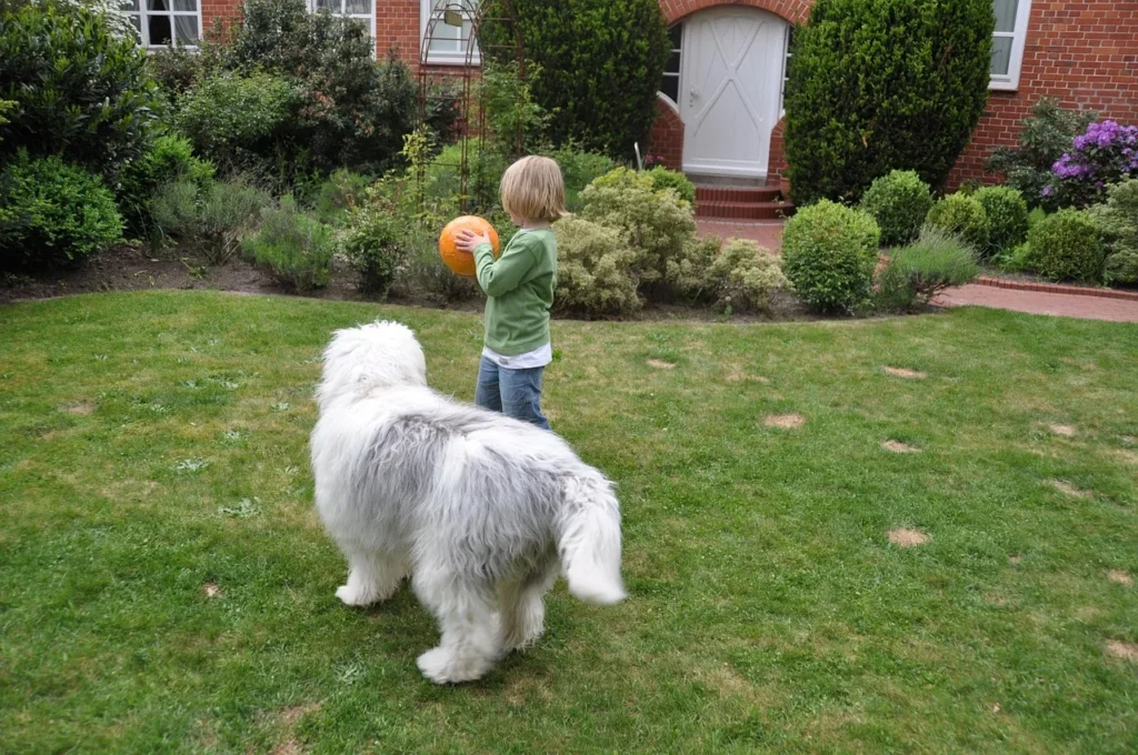 Would You Trust An Invisible Fence For Your Dog?