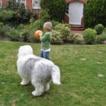 Would You Trust An Invisible Fence For Your Dog?