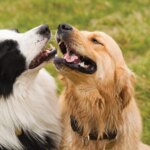 Your Dogs Used To Get Along. So, Why Don’t They Now?
