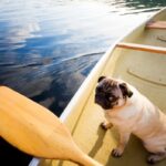 Pug Health Problems: What a Vet Wants You to Know