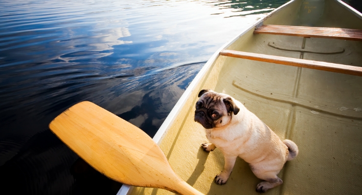 Pug Health Problems: What a Vet Wants You to Know