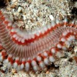 The Bristle Worm: Reef Guardian or Aquarium Nightmare? | Reef Builders