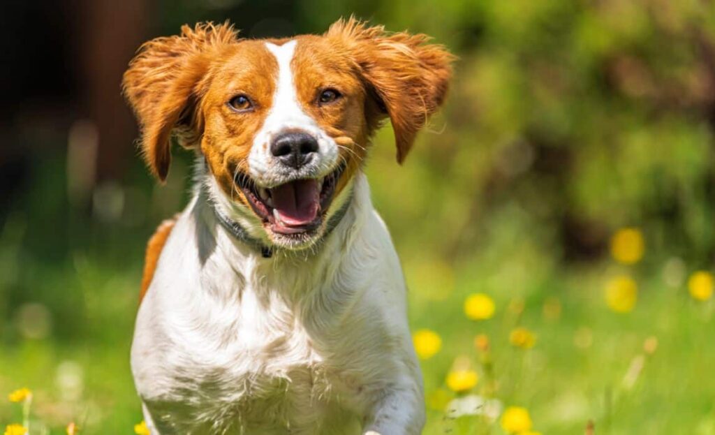 Best Dog Food for Brittanys: Savory Meals for Your Gorgeous Gun Dog