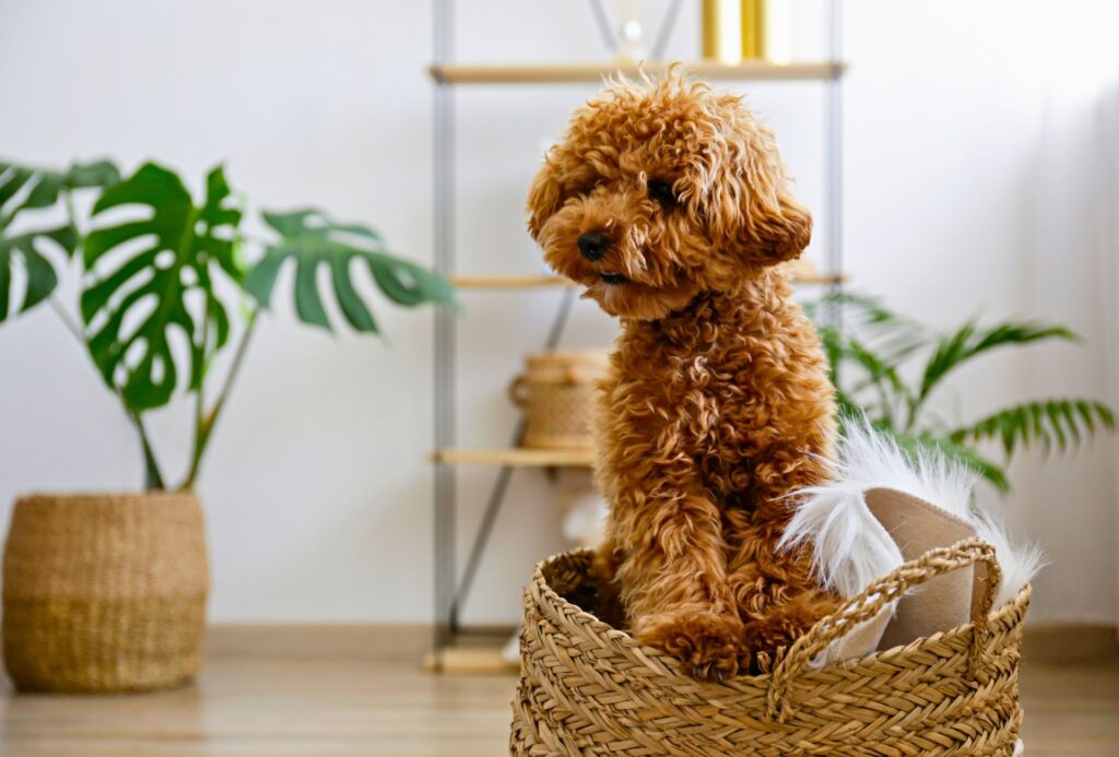 Should You Leave a Puppy Alone for 8 Hours?