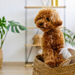 Should You Leave a Puppy Alone for 8 Hours?