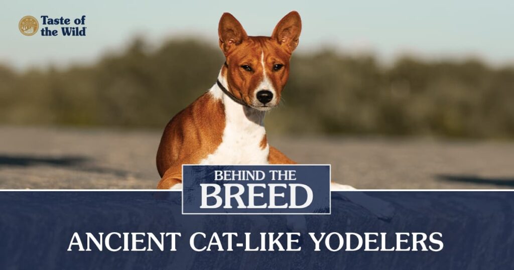Behind the Breed: Basenji