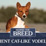 Behind the Breed: Basenji