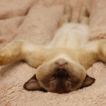 How the Burmese Cat Became a Beloved Breed