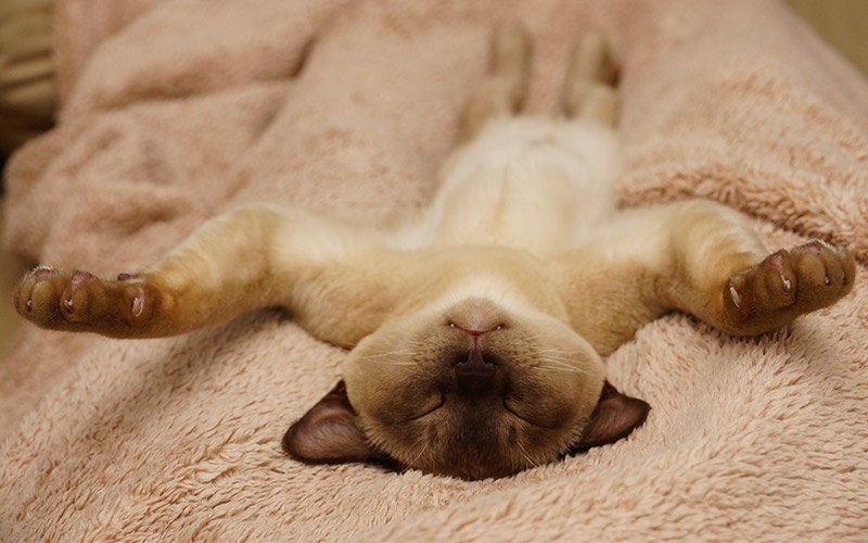 How the Burmese Cat Became a Beloved Breed