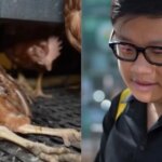 Footage From ‘Cage-Free’ Egg Farms Shocked Whole Foods Shoppers
