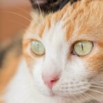 9 Types of Calico Cats (With Photos)