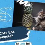 Can Cats Eat Pineapple? Is Pineapple Safe for Cats?
