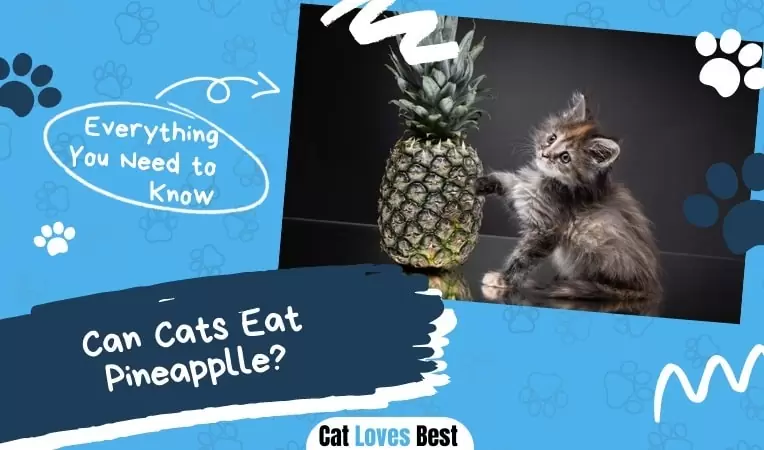 Can Cats Eat Pineapple? Is Pineapple Safe for Cats?