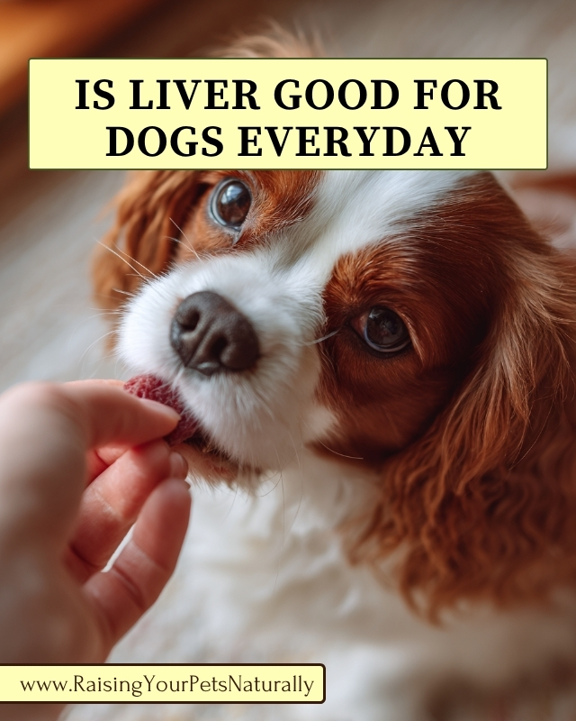 Is Liver Good for Dogs Everyday? Learn the risks.