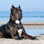 Top 7 Dog-Friendly Beaches in Alabama (2024 Update)