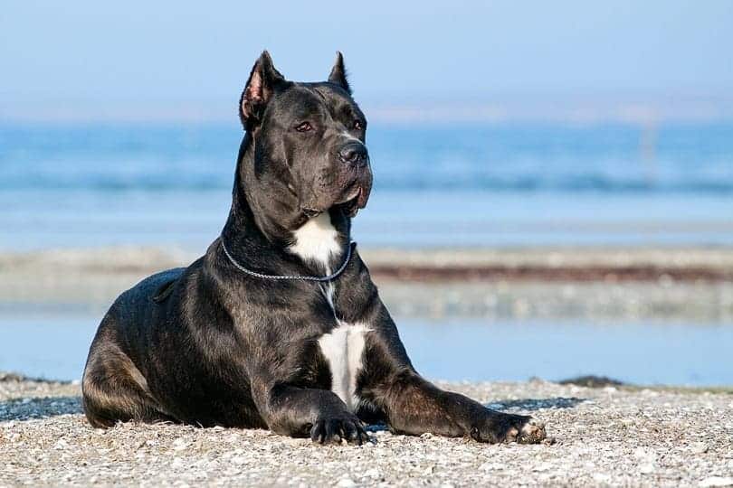 Top 7 Dog-Friendly Beaches in Alabama (2024 Update)