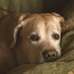 What Your Pet’s ‘Senior Moments’ May Really Mean?