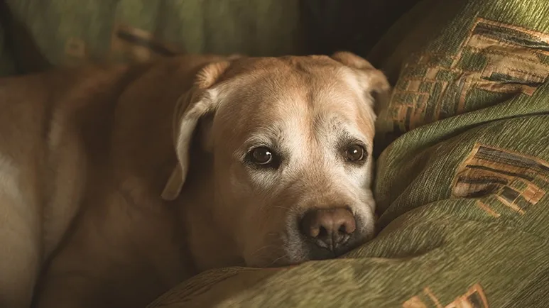 What Your Pet’s ‘Senior Moments’ May Really Mean?