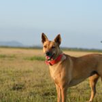 Carolina Dog: Breed Info, Pictures, Care, Traits & More — Dogster