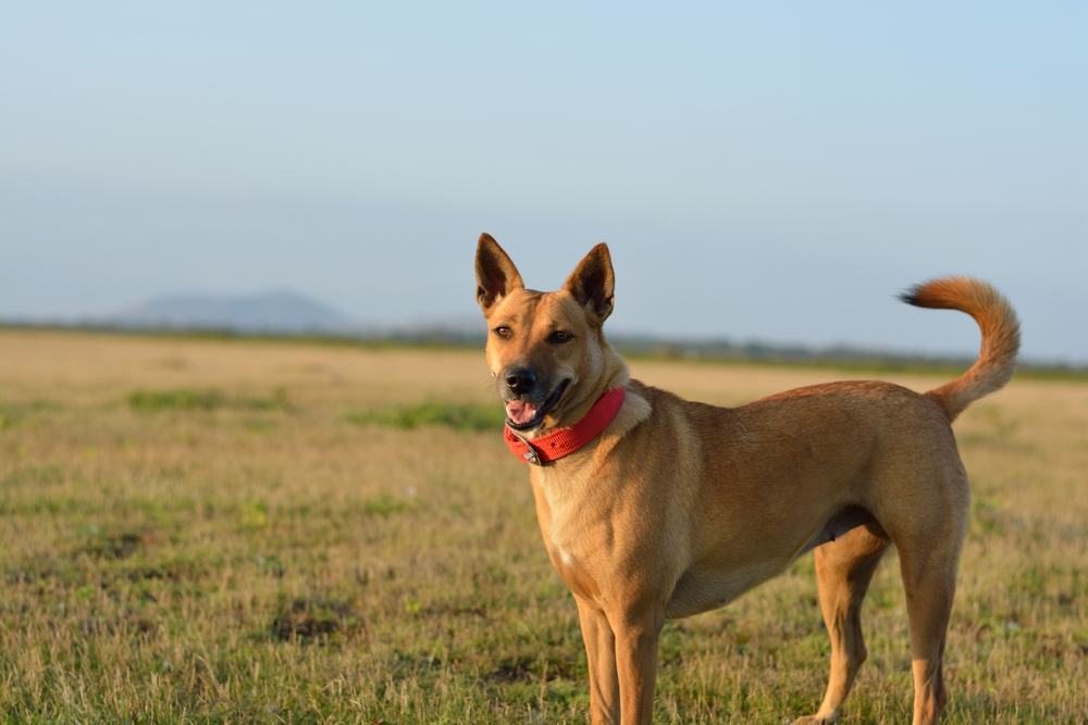 Carolina Dog: Breed Info, Pictures, Care, Traits & More — Dogster