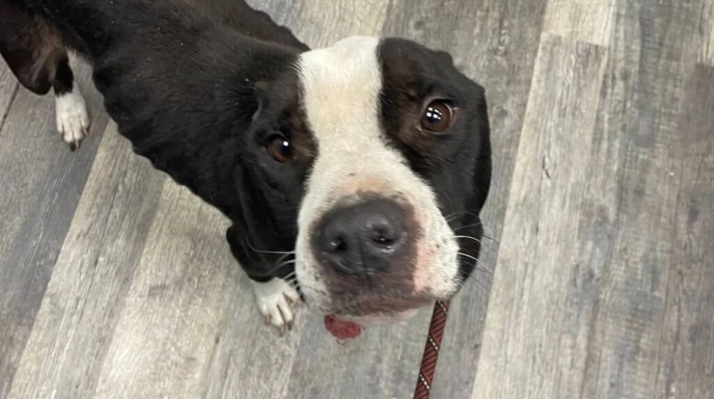 A Dog Starved to Half His Body Weight—Then PETA Got Him Out