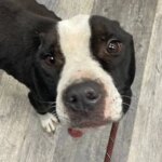 A Dog Starved to Half His Body Weight—Then PETA Got Him Out