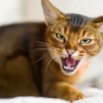 Cat Owner Survey Ranks Aggression the No. 1 Behavior Problem