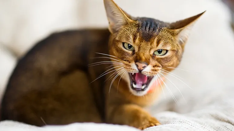 Cat Owner Survey Ranks Aggression the No. 1 Behavior Problem