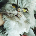 Cat Won’t Take Pill or Pill Pocket? Only 1 Way Worked for Me