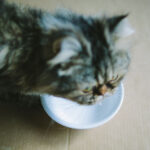 Why I’ve Been Hesitant to Try Cat Fountains So Far