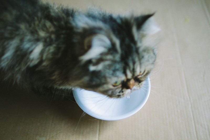Why I’ve Been Hesitant to Try Cat Fountains So Far