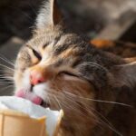Can Cats Eat Ice Cream? A Closer Look