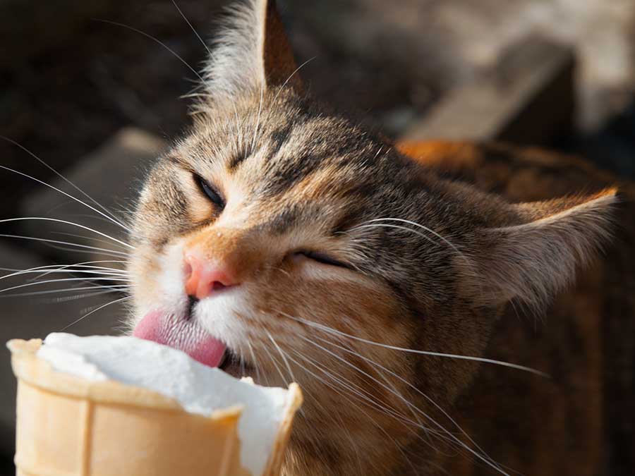 Can Cats Eat Ice Cream? A Closer Look