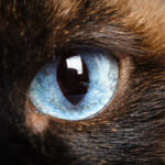 Eye injuries in cats: causes, symptoms and treatment